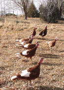 Bourbon Red Turkey