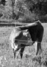 Irrigated Pasture Management