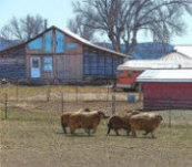 Holistic Farming
